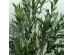 OLIVE TREE ΔΕΝΤΡΟ ΤΕΧΝΗΤΟ ΣΕ ΓΛΑΣΤΡΑ 180cm ΥΦΑΣΜΑ ΠΡΑΣΙΝΟ PVC