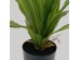 RAIN RIGA ΦΥΤΟ ΤΕΧΝΗΤΟ ΣΕ ΓΛΑΣΤΡΑ 45cm ΥΦΑΣΜΑ ΠΡΑΣΙΝΟ PVC RAIN RIGA ΦΥΤΟ ΤΕΧΝΗΤΟ ΣΕ ΓΛΑΣΤΡΑ 45cm ΥΦΑΣΜΑ ΠΡΑΣΙΝΟ PVC