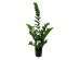 ZAMIA ΦΥΤΟ ΤΕΧΝΗΤΟ ΣΕ ΓΛΑΣΤΡΑ 85cm ΥΦΑΣΜΑ ΠΡΑΣΙΝΟ PVC