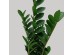 ZAMIA ΦΥΤΟ ΤΕΧΝΗΤΟ ΣΕ ΓΛΑΣΤΡΑ 85cm ΥΦΑΣΜΑ ΠΡΑΣΙΝΟ PVC