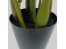 ZAMIA ΦΥΤΟ ΤΕΧΝΗΤΟ ΣΕ ΓΛΑΣΤΡΑ 85cm ΥΦΑΣΜΑ ΠΡΑΣΙΝΟ PVC
