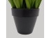 PURE GRASS ΦΥΤΟ ΤΕΧΝΗΤΟ ΣΕ ΓΛΑΣΤΡΑ 68cm PVC ΠΡΑΣΙΝΟ