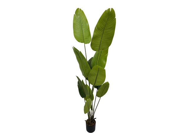 BANANA ΔΕΝΤΡΟ ΤΕΧΝΗΤΟ ΣΕ ΓΛΑΣΤΡΑ 200cm PEVA ΠΡΑΣΙΝΟ BANANA ΔΕΝΤΡΟ ΤΕΧΝΗΤΟ ΣΕ ΓΛΑΣΤΡΑ 200cm PEVA ΠΡΑΣΙΝΟ