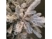 IMPERIAL EVERGREEN ΧΡΙΣΤΟΥΓΕΝΝΙΑΤΙΚΟ ΔΕΝΤΡΟ ΧΙΟΝΙΣΜΕΝΟ 140x140x210cm PE/PVC ΠΡΑΣΙΝΟ ΛΕΥΚΟ IMPERIAL EVERGREEN ΧΡΙΣΤΟΥΓΕΝΝΙΑΤΙΚΟ ΔΕΝΤΡΟ ΧΙΟΝΙΣΜΕΝΟ 140x140x210cm PE/PVC ΠΡΑΣΙΝΟ ΛΕΥΚΟ