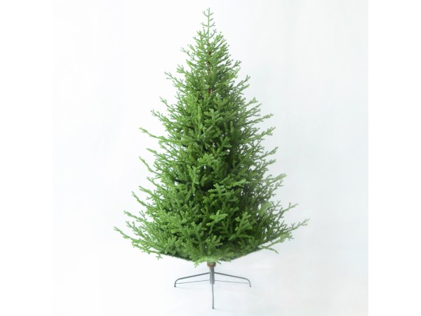 NOEL VERDE ΧΡΙΣΤΟΥΓΕΝΝΙΑΤΙΚΟ ΔΕΝΤΡΟ 150x150x210cm PE/PVC ΠΡΑΣΙΝΟ NOEL VERDE ΧΡΙΣΤΟΥΓΕΝΝΙΑΤΙΚΟ ΔΕΝΤΡΟ 150x150x210cm PE/PVC ΠΡΑΣΙΝΟ