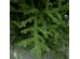 NOEL VERDE ΧΡΙΣΤΟΥΓΕΝΝΙΑΤΙΚΟ ΔΕΝΤΡΟ 150x150x210cm PE/PVC ΠΡΑΣΙΝΟ NOEL VERDE ΧΡΙΣΤΟΥΓΕΝΝΙΑΤΙΚΟ ΔΕΝΤΡΟ 150x150x210cm PE/PVC ΠΡΑΣΙΝΟ