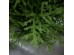 EMERALD SPRUCE ΧΡΙΣΤΟΥΓΕΝΝΙΑΤΙΚΟ ΔΕΝΤΡΟ 115x115x180cm PE/PVC ΠΡΑΣΙΝΟ EMERALD SPRUCE ΧΡΙΣΤΟΥΓΕΝΝΙΑΤΙΚΟ ΔΕΝΤΡΟ 115x115x180cm PE/PVC ΠΡΑΣΙΝΟ