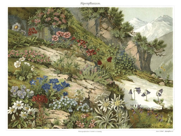 Ταπετσαρία DUTCH WALL DECOR NATURAL HISTORY NH250001-DWD