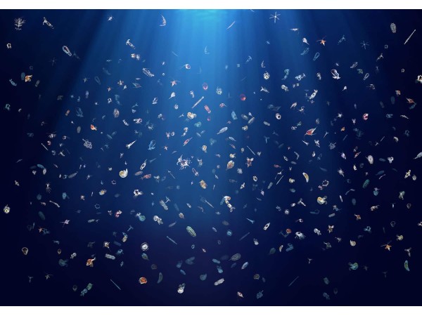 Ταπετσαρία DUTCH WALL DECOR NATURAL HISTORY NH250003-DWD