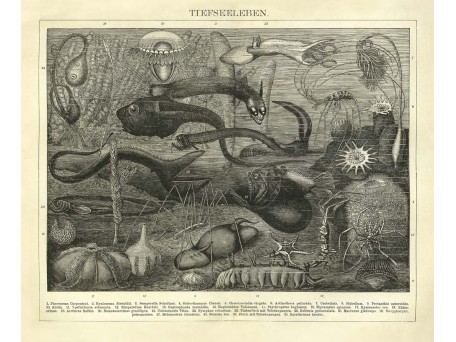 Ταπετσαρία DUTCH WALL DECOR NATURAL HISTORY NH250006-DWD