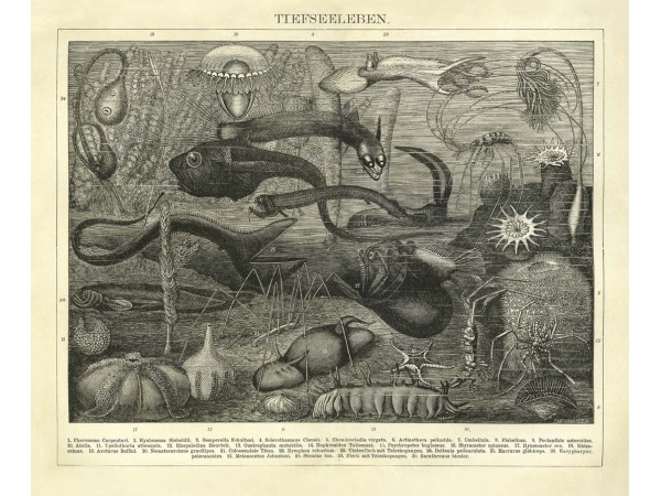 Ταπετσαρία DUTCH WALL DECOR NATURAL HISTORY NH250006-DWD