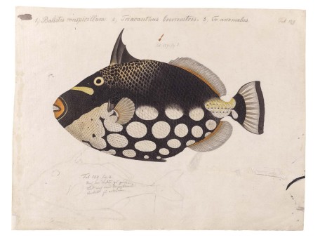 Ταπετσαρία DUTCH WALL DECOR NATURAL HISTORY NH250007-DWD