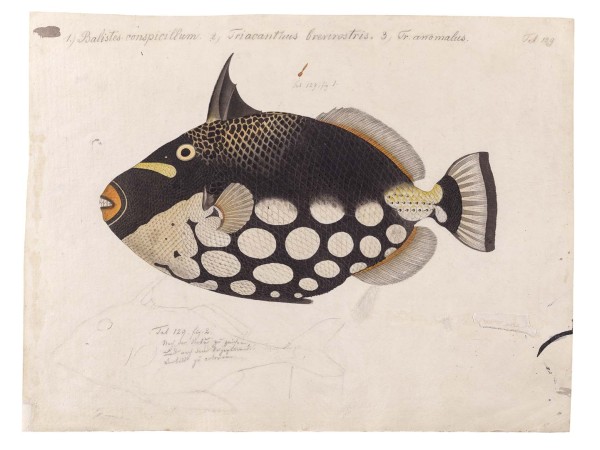 Ταπετσαρία DUTCH WALL DECOR NATURAL HISTORY NH250007-DWD