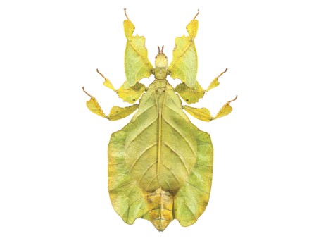 Ταπετσαρία DUTCH WALL DECOR NATURAL HISTORY NH250011-DWD