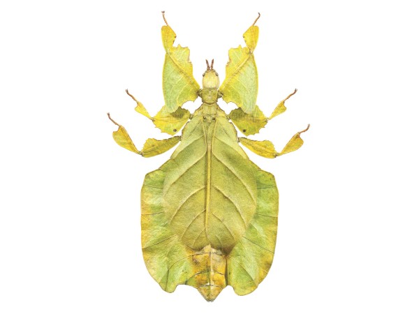 Ταπετσαρία DUTCH WALL DECOR NATURAL HISTORY NH250011-DWD