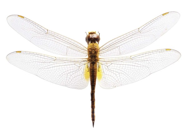 Ταπετσαρία DUTCH WALL DECOR NATURAL HISTORY NH250013-DWD