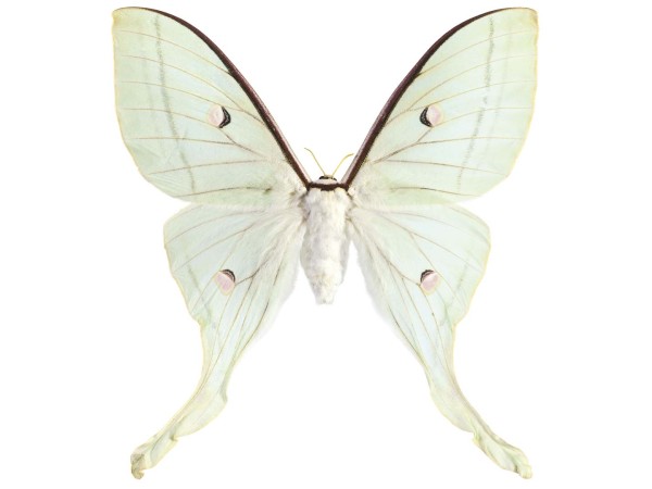 Ταπετσαρία DUTCH WALL DECOR NATURAL HISTORY NH250016-DWD