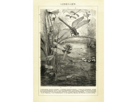 Ταπετσαρία DUTCH WALL DECOR NATURAL HISTORY NH250022-DWD