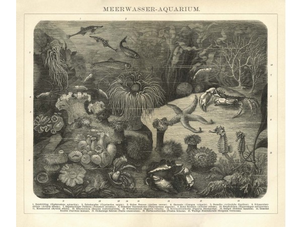 Ταπετσαρία DUTCH WALL DECOR NATURAL HISTORY NH250023-DWD