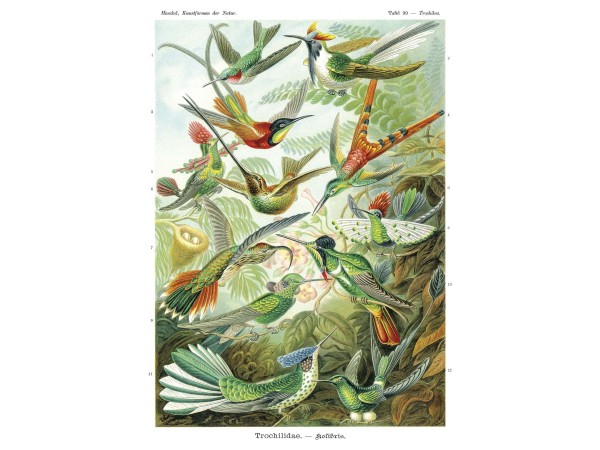 Ταπετσαρία DUTCH WALL DECOR NATURAL HISTORY NH250024-DWD