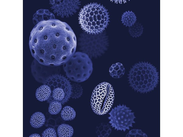 Ταπετσαρία DUTCH WALL DECOR NATURAL HISTORY NH250039-DWD