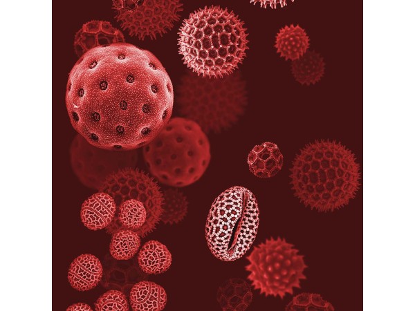 Ταπετσαρία DUTCH WALL DECOR NATURAL HISTORY NH250041-DWD