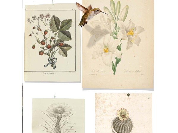 Ταπετσαρία DUTCH WALL DECOR NATURAL HISTORY NH250054-DWD