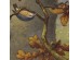 Ταπετσαρία DUTCH WALL DECOR NATURAL HISTORY NH250069-DWD
