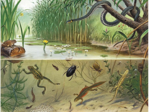 Ταπετσαρία DUTCH WALL DECOR NATURAL HISTORY NH250072-DWD