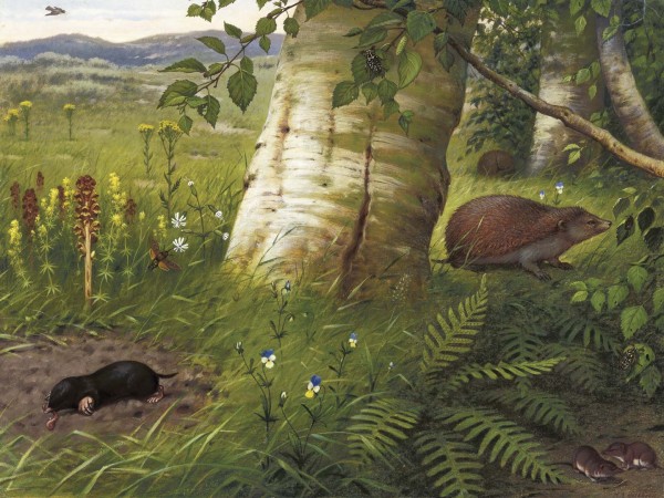 Ταπετσαρία DUTCH WALL DECOR NATURAL HISTORY NH250075-DWD