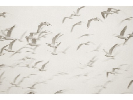 Ταπετσαρία PANORAMA 1 V101-1-ICH