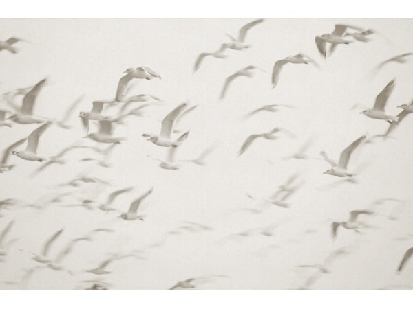 Ταπετσαρία PANORAMA 1 V101-1-ICH