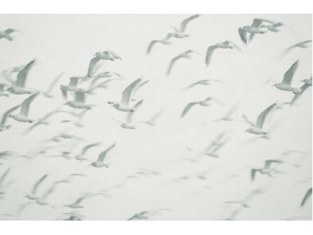 Ταπετσαρία PANORAMA 1 V101-2-ICH