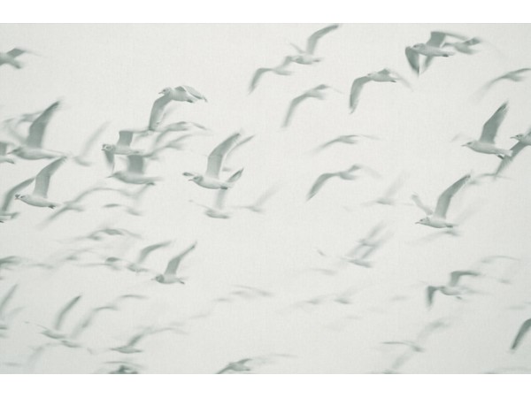 Ταπετσαρία PANORAMA 1 V101-2-ICH