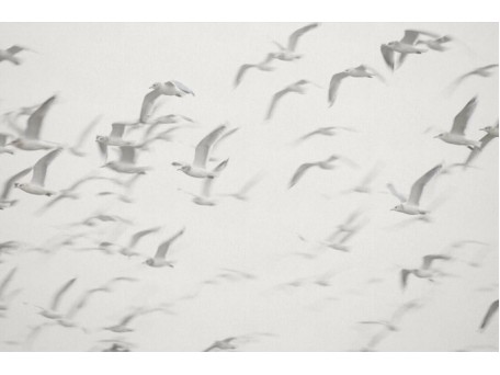 Ταπετσαρία PANORAMA 1 V101-3-ICH