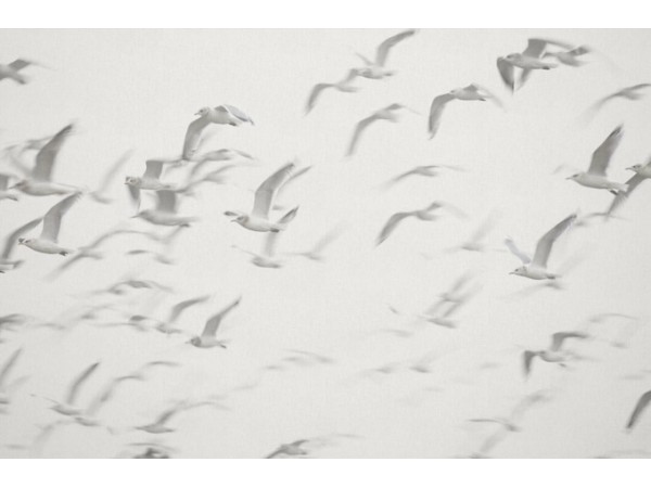 Ταπετσαρία PANORAMA 1 V101-3-ICH