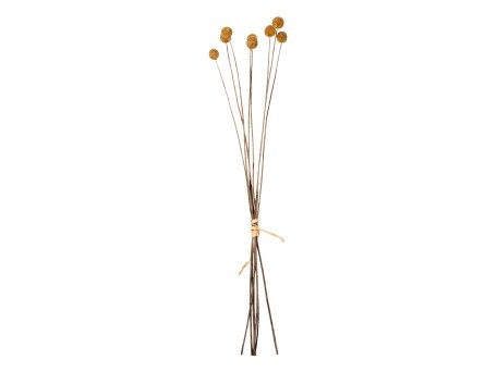 ΔΙΑΚΟΣΜΗΤΙΚΟ ΑΠΟΞΗΡΑΜΕΝΟ ΜΠΟΥΚΕΤΟ CRASPEDIA GLOBOSA HM7956 ΚΙΤΡΙΝΟ 63Υεκ.