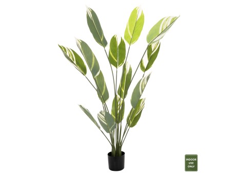 ΔΙΑΚΟΣΜΗΤΙΚΟ ΣΥΝΘΕΤΙΚΟ ΦΥΤΟ HM7997 CALATHEA ΣΕ ΓΛΑΣΤΡΑ 140Υεκ.