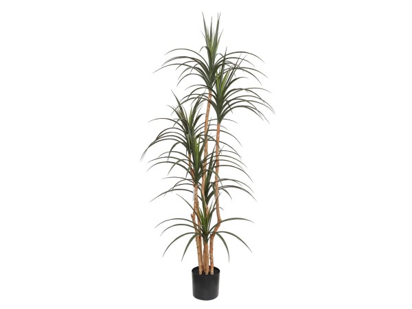 DRACAENA  NP_325_180  ΥΨΟΣ 180cm NewPlan