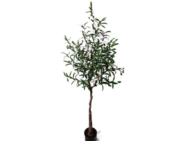 OLIVE TREE NP4817_160_22   ΥΨΟΣ 160cm NewPlan