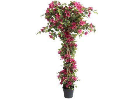 BOUGAINVILLEA  NP_34_160  ΥΨΟΣ 160cm NewPlan