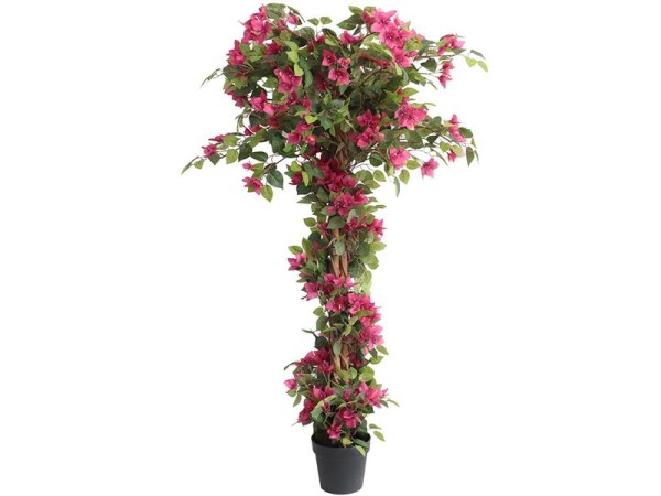 BOUGAINVILLEA  NP_34_160  ΥΨΟΣ 160cm NewPlan