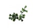 ΠΑΝΕΛ ΦΥΛΛΩΣΙΑΣ BERLIN 50 Χ 50 A146 BOXWOOD NewPlan ΠΑΝΕΛ ΦΥΛΛΩΣΙΑΣ BERLIN 50 Χ 50 A146 BOXWOOD NewPlan