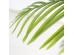 PALM TREE NP0063_120 ΥΨΟΣ 120cm NewPlan PALM TREE NP0063_120 ΥΨΟΣ 120cm NewPlan