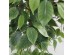 FICUS TREE NP0078_120 YΨΟΣ 120cm NewPlan FICUS TREE NP0078_120 YΨΟΣ 120cm NewPlan