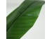 BANANA TREE NP017_240_22 ΥΨΟΣ 240cm NewPlan BANANA TREE NP017_240_22 ΥΨΟΣ 240cm NewPlan