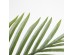 PALM TREE NP0266_140 ΥΨΟΣ 140cm NewPlan PALM TREE NP0266_140 ΥΨΟΣ 140cm NewPlan