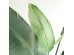 BANANA TREE NP1412_180  ΥΨΟΣ 180cm NewPlan