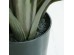 BANANA TREE NP1412_180  ΥΨΟΣ 180cm NewPlan