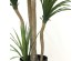 DRACAENA  NP_28_155  ΥΨΟΣ 155cm NewPlan